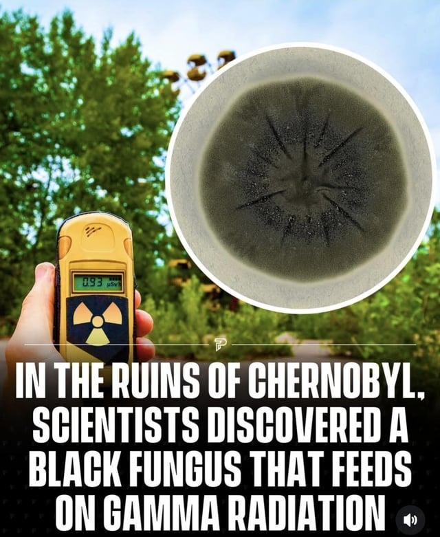 Chernobyl fungus that feeds on gamma radiation - meme