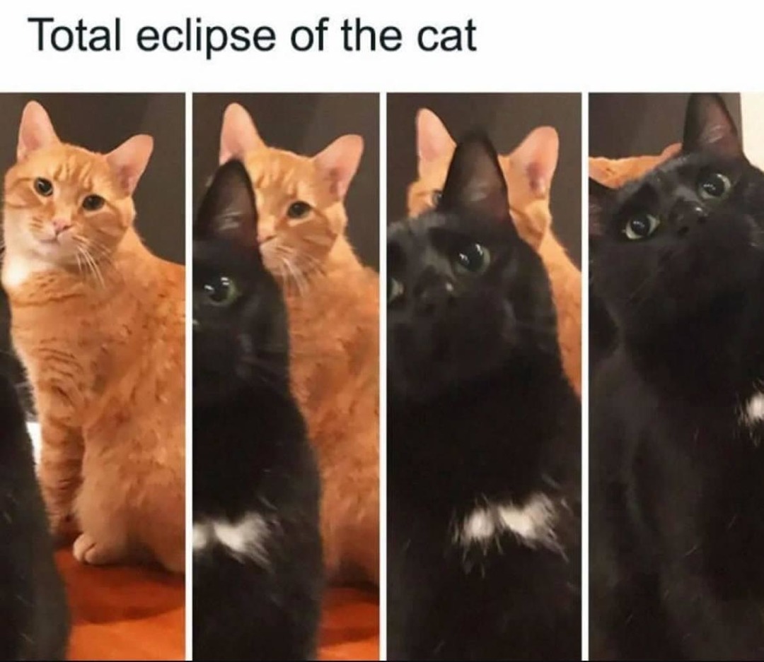 Total eclipse of the cat - meme