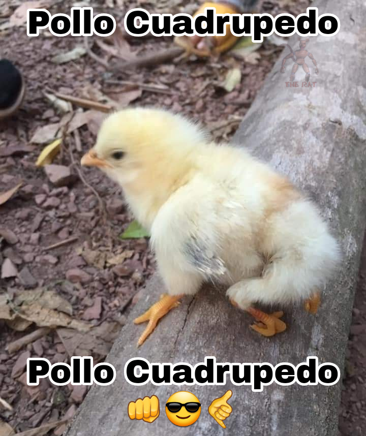 Pollo cuadrupedo - meme