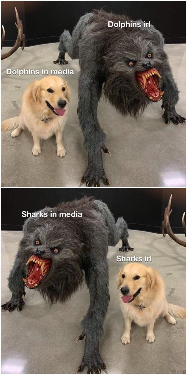 Sharks and dolphins - meme