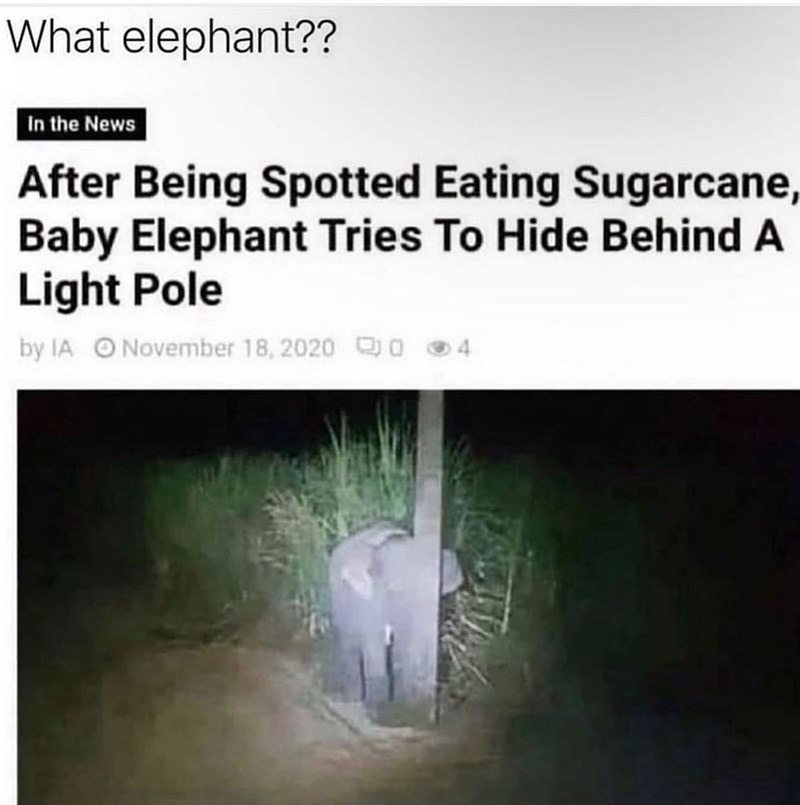Where elephant - meme