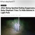 Where elephant
