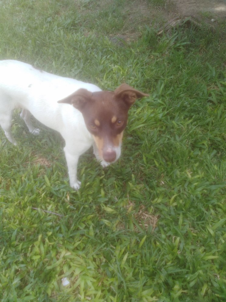 Perrita reval. Se llama mora y de cariño le decimos shu shu. No tengo ideas para memes