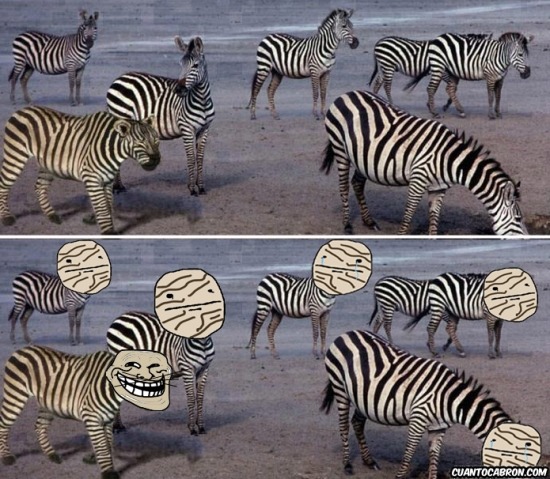 Zebras - meme