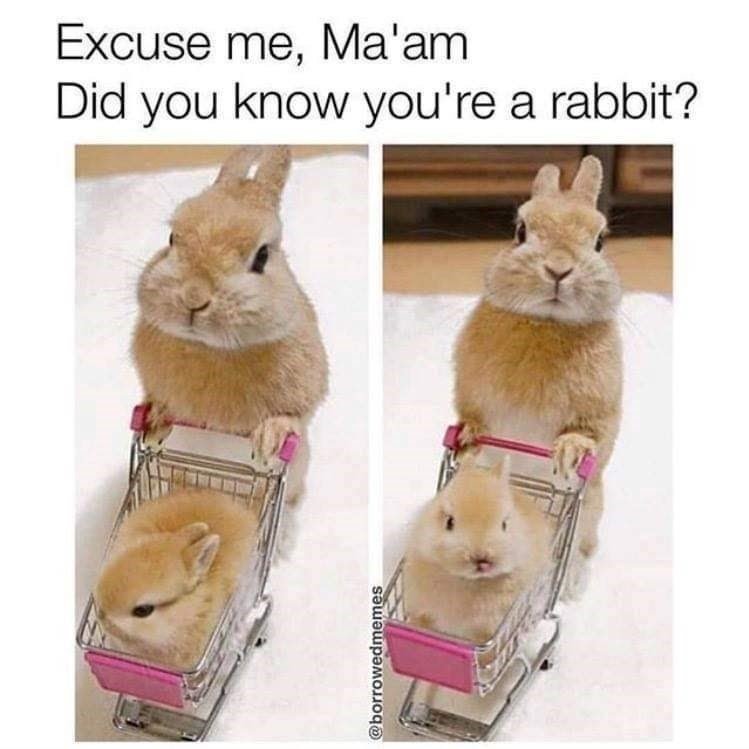 How dare you - meme