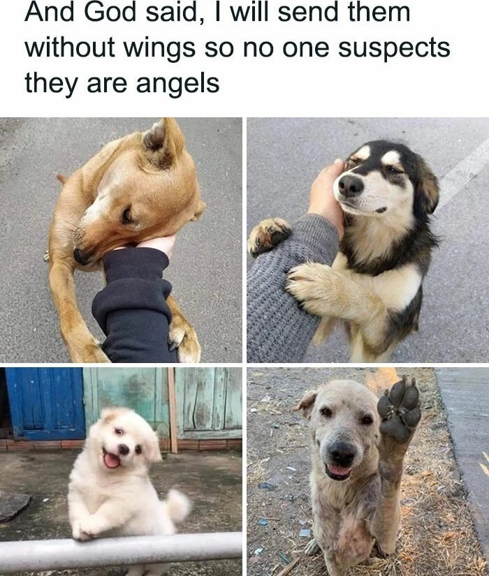 Good boys - meme