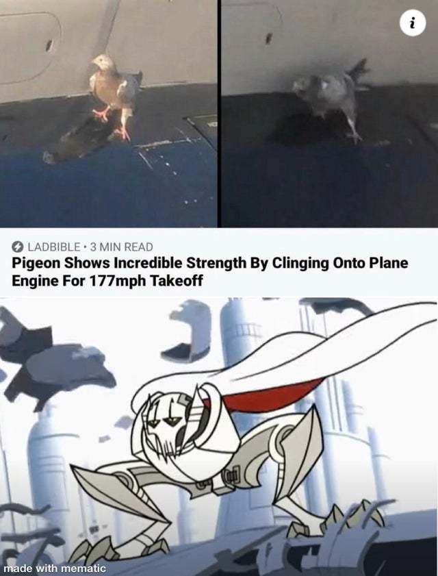 Pigeon clings onto plane engine for 177mph takeoff - meme
