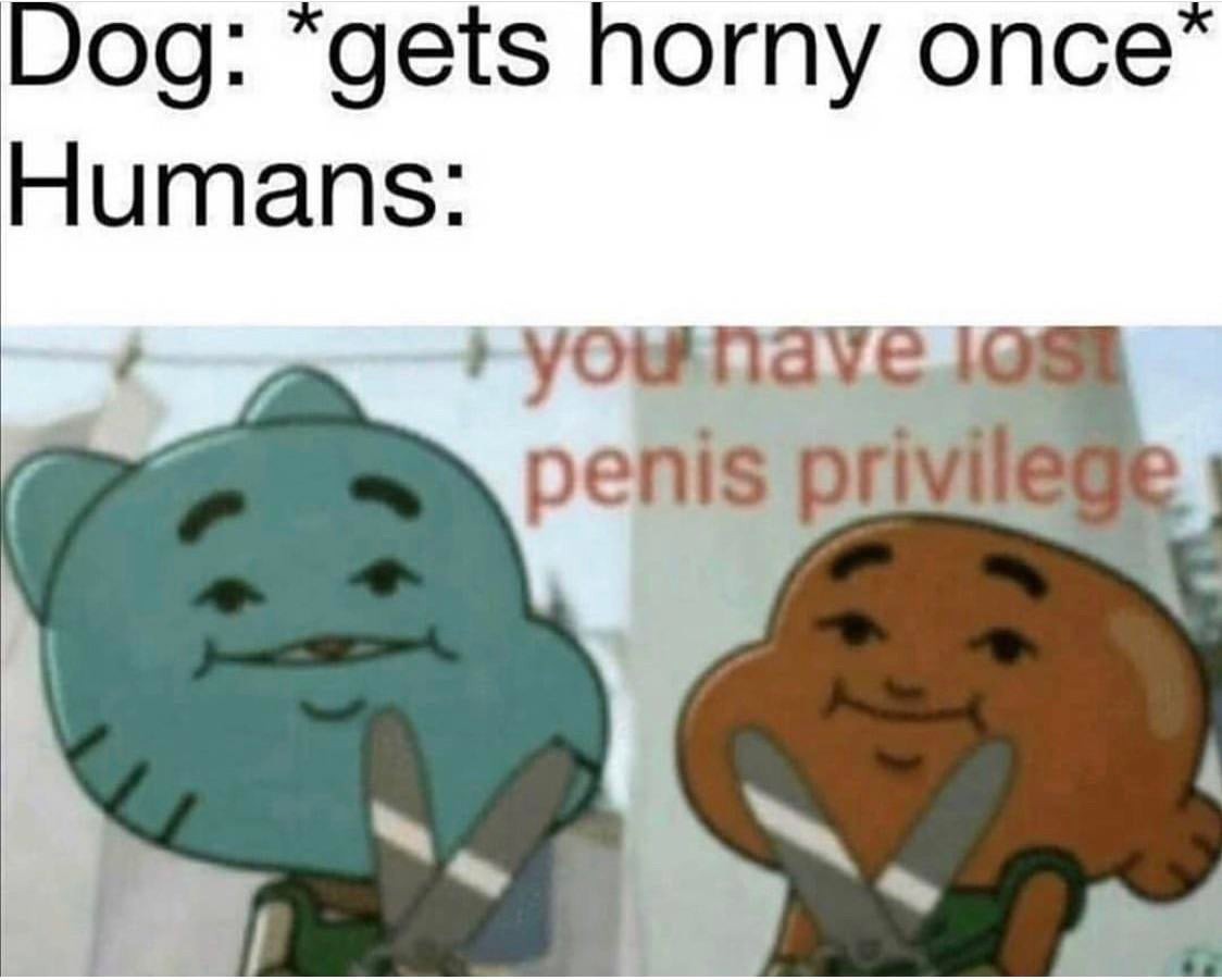 No dick doggo - meme
