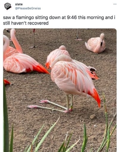 Sitting Flamingo's - meme