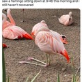Sitting Flamingo's