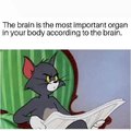 The brain is the most important organ inyour body according to the brain