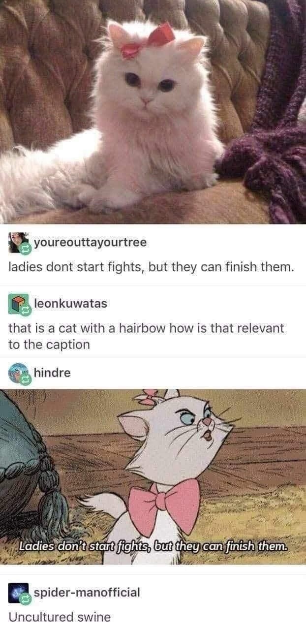Cat with a bow ready to finish what you started - meme