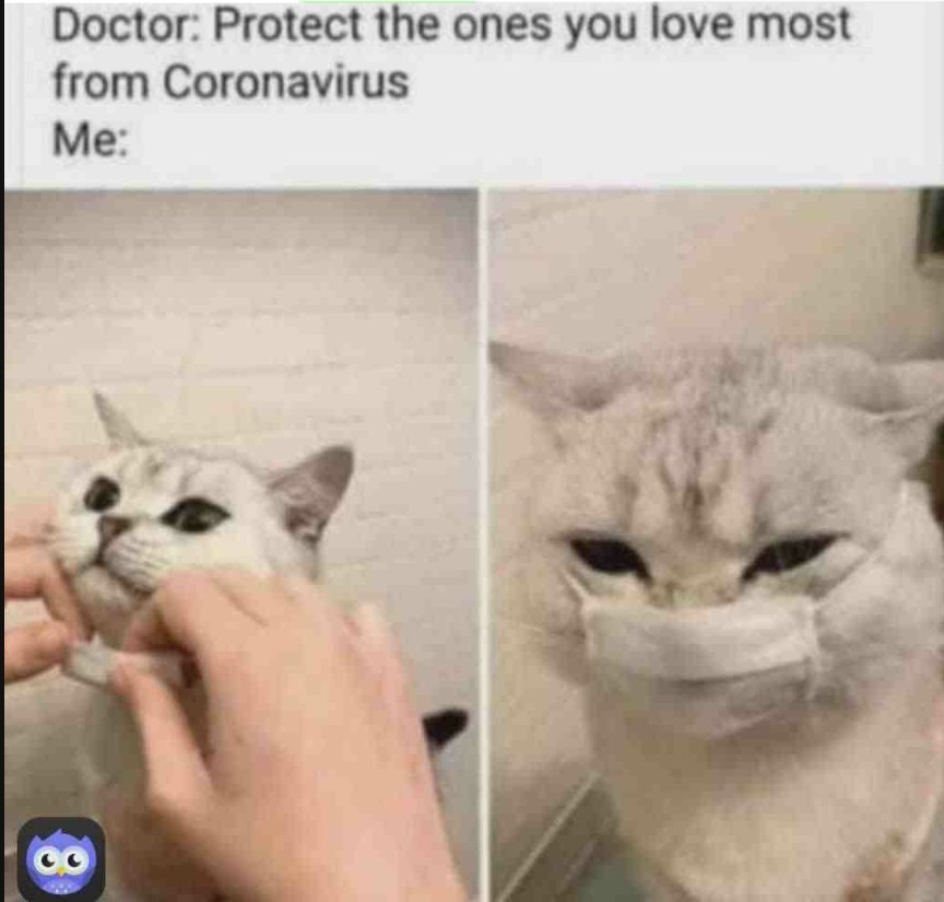 Lol I love cats too who love too say at comments #lovecats - meme