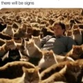 A cat army