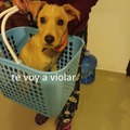 perro violador