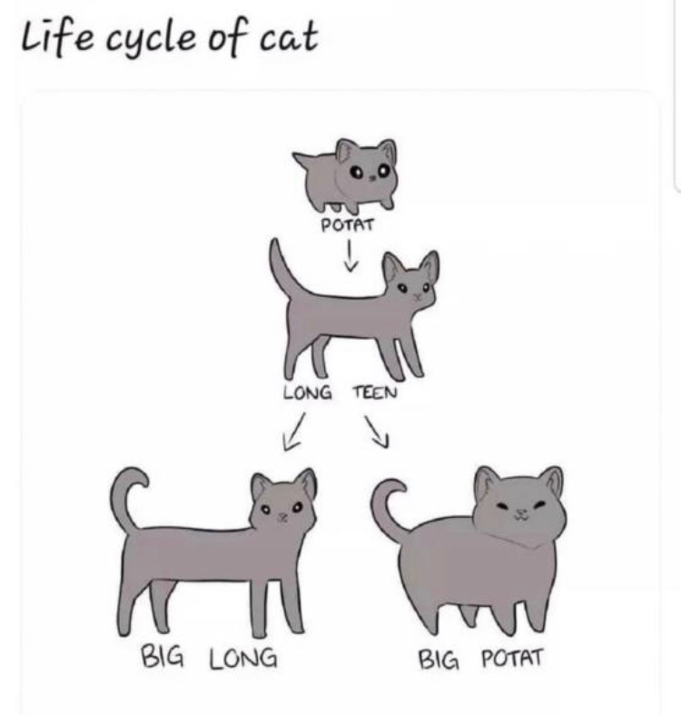 Cat Life Cycle - meme