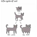 Cat Life Cycle