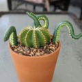 Cactus idea