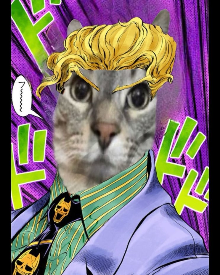 gato - meme