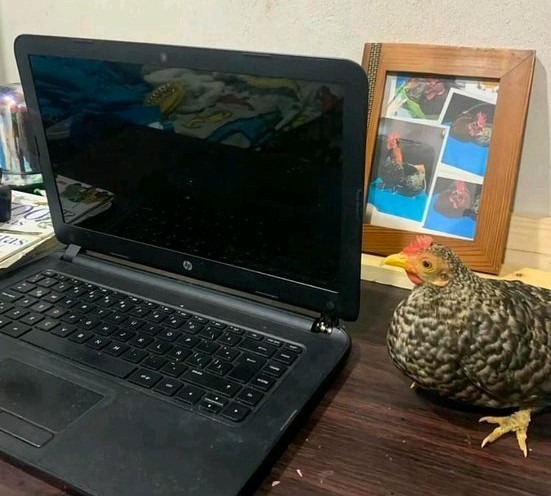 Nueva gallina (ignoren la PC) - meme