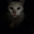 commented item thumbnail