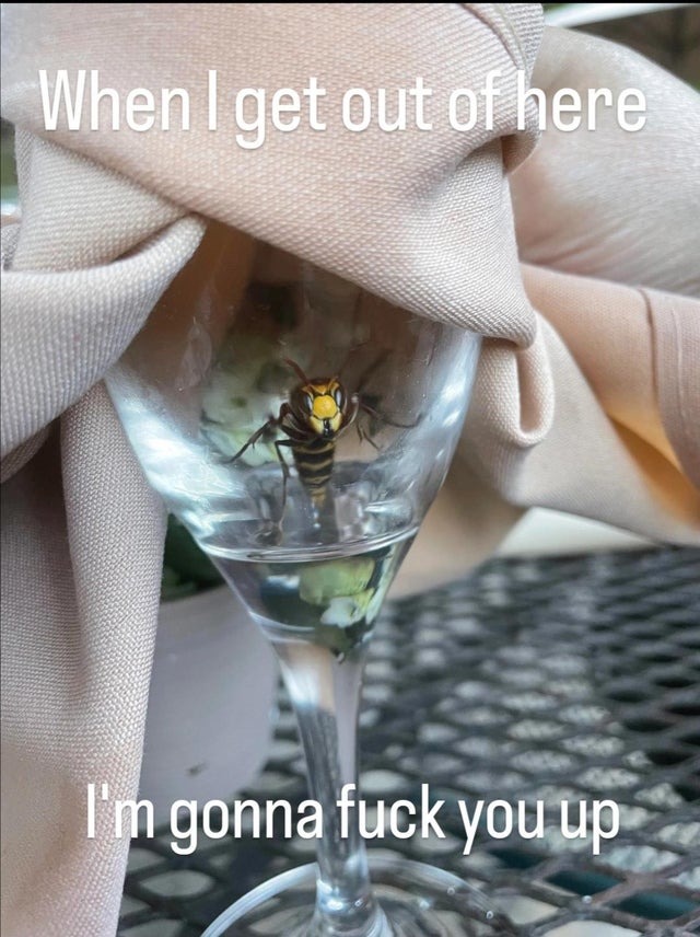 Revenge of the Wasp - meme