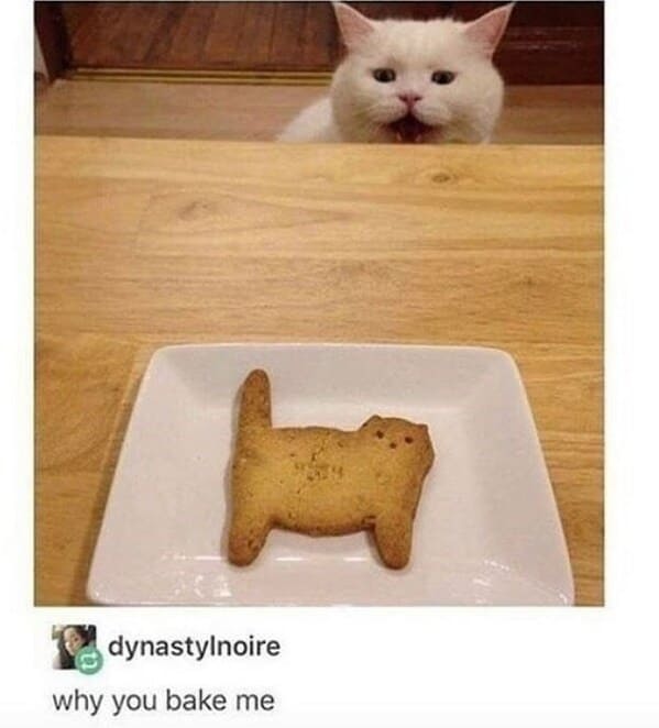 cat bake - meme