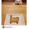 cat bake