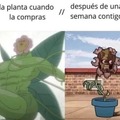 Meme de plantas
