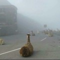 Welcome to the Alpacalypse