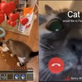 Cat would like to facetime