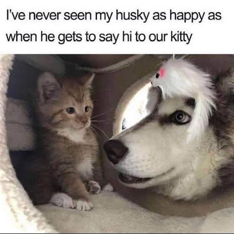 happy husky - meme