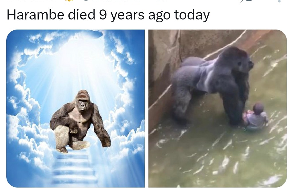 9 years without Harambe and we still ain't healed - meme