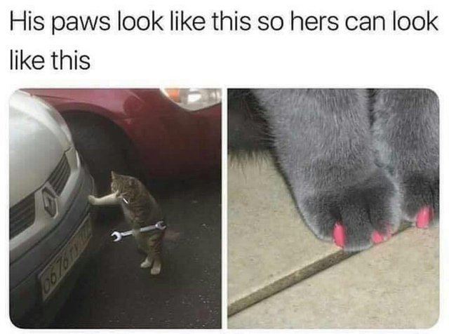 His paws look like this so hers can look like this - meme