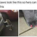 His paws look like this so hers can look like this