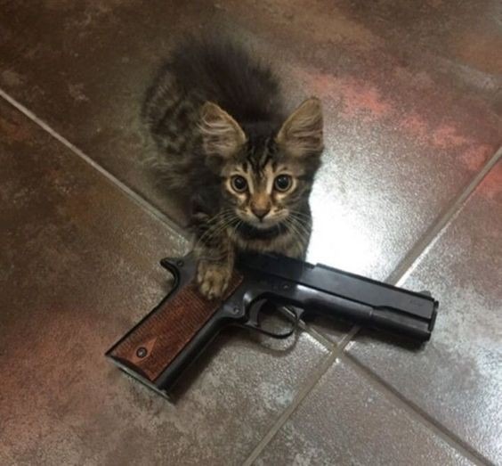 Gatito armado - meme