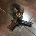 Gatito armado