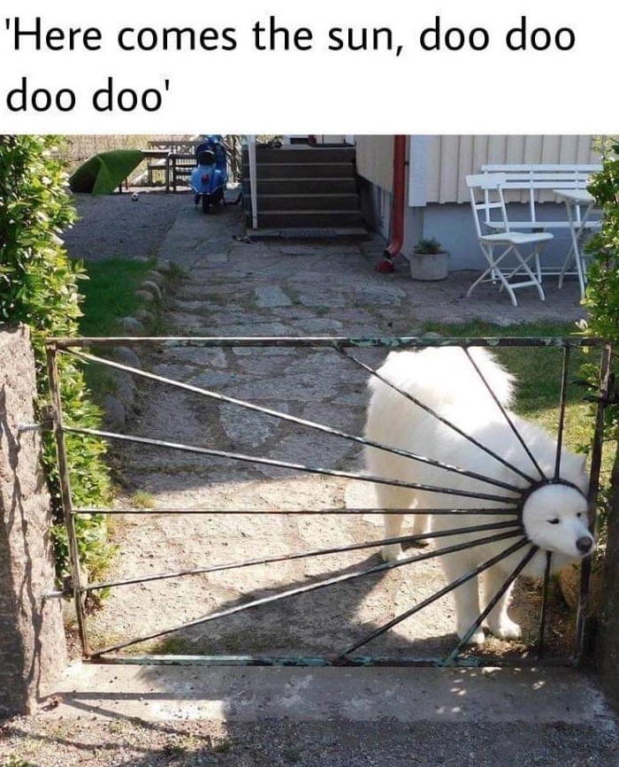 Doggos brighten everyone's day - meme
