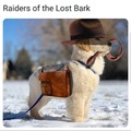 Raiders of the lost bark