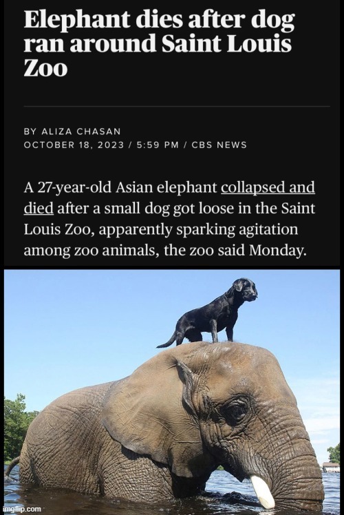 Elephant dies after dog ran around Saint Louis Zoo - meme