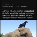 Elephant dies after dog ran around Saint Louis Zoo