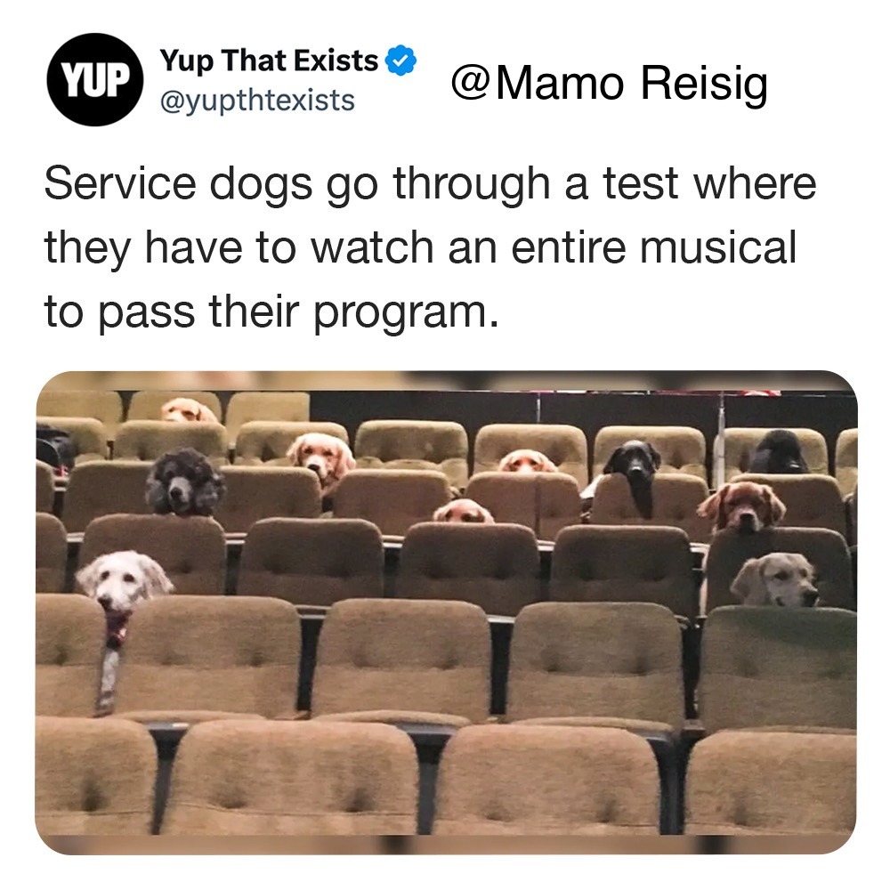 Service Dogs - meme