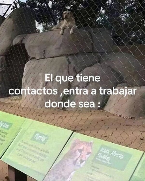Todo un perrardo - meme
