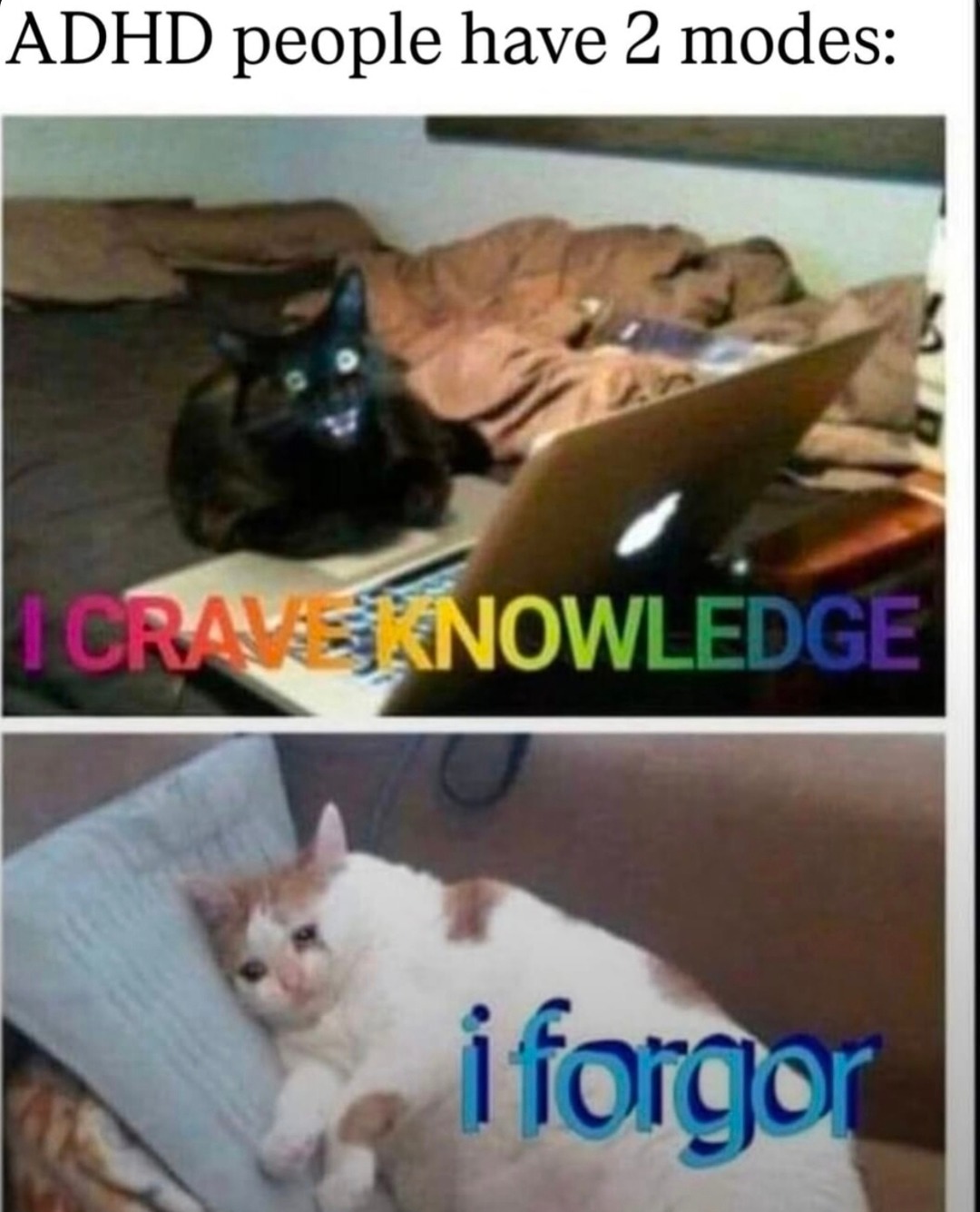 ADHD mode: scholar or goldfish - meme