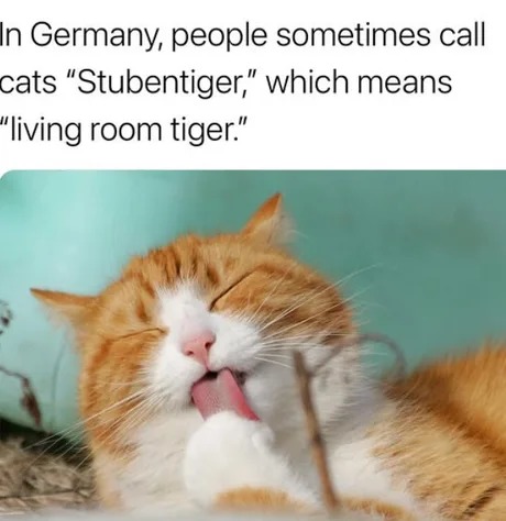 Cat=living room riger - meme