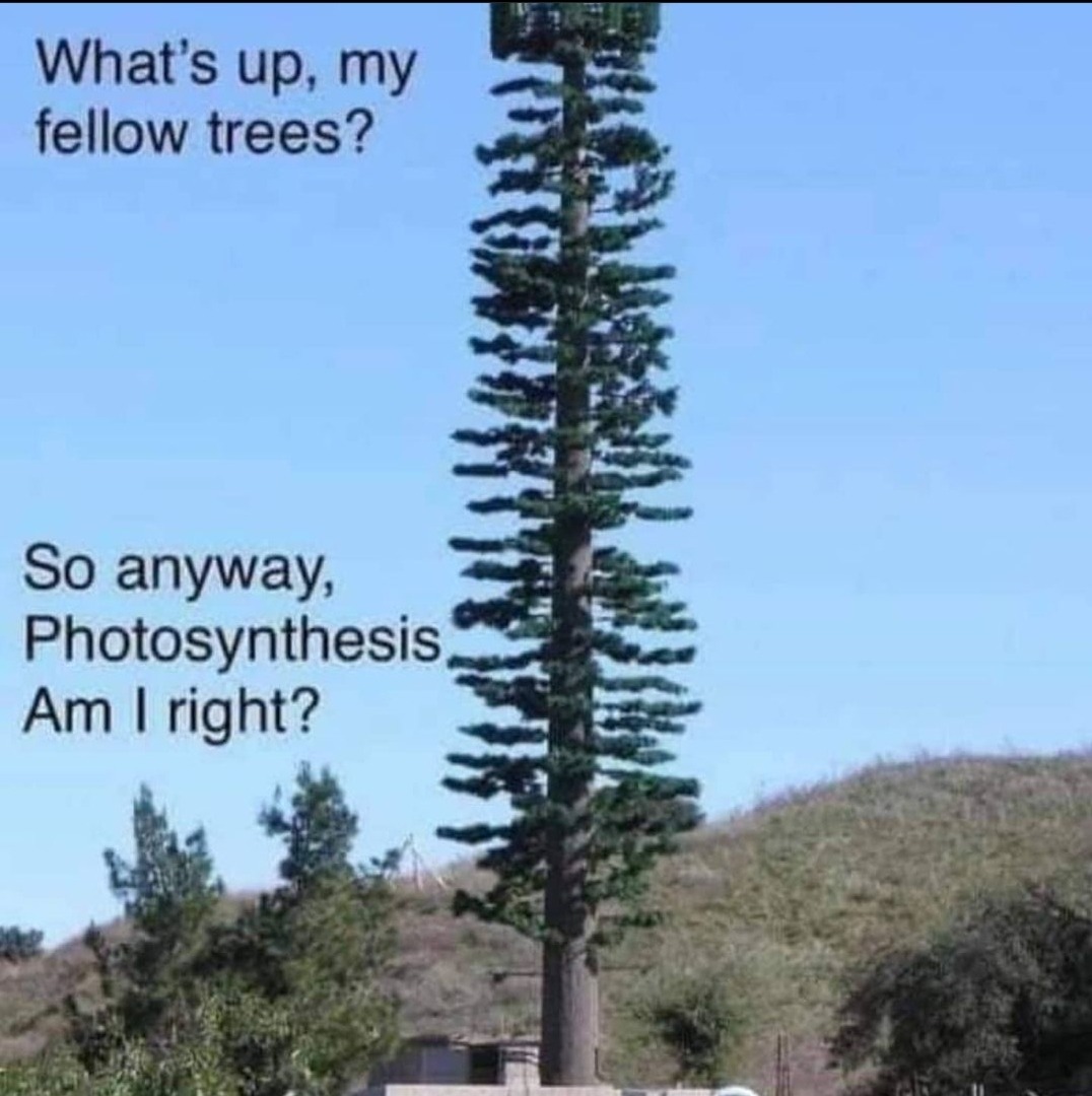 A tree with an outlet - meme