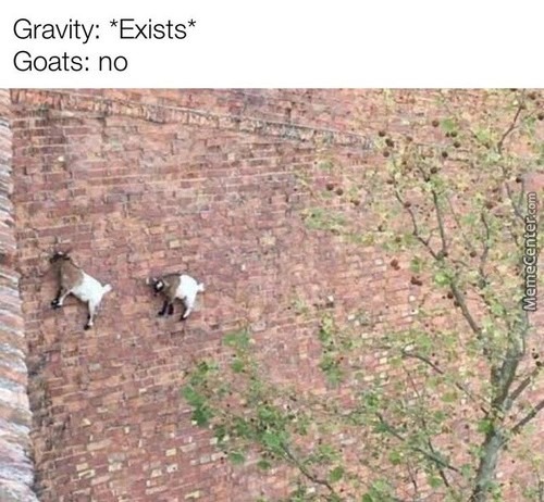 goat's no - meme
