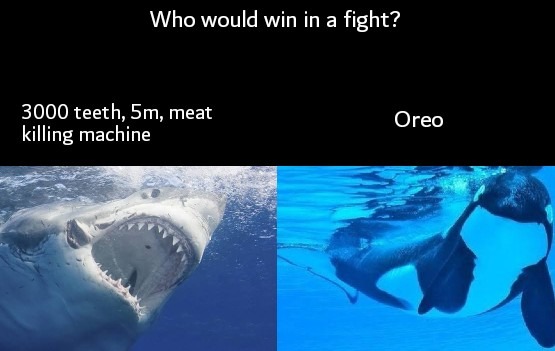 Who would win? White shark vs Orca - meme