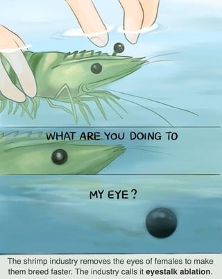 fun fact about shrimps - meme