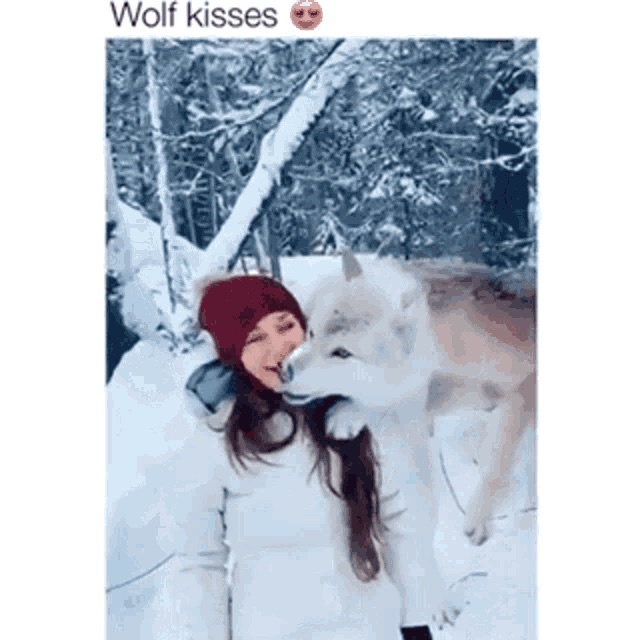 wolf kisses - meme